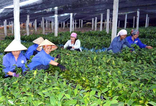 Nâng cao tiềm lực công nghiệp sinh học ngành nông nghiệp